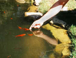 fingerfish.jpg (33744 bytes)