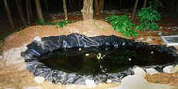 mypondliner.jpg (30317 bytes)