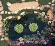 my large pond