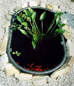 littlepond1.jpg (37409 bytes)