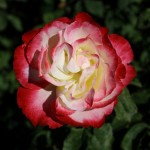 img_1293