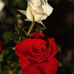 img_1297